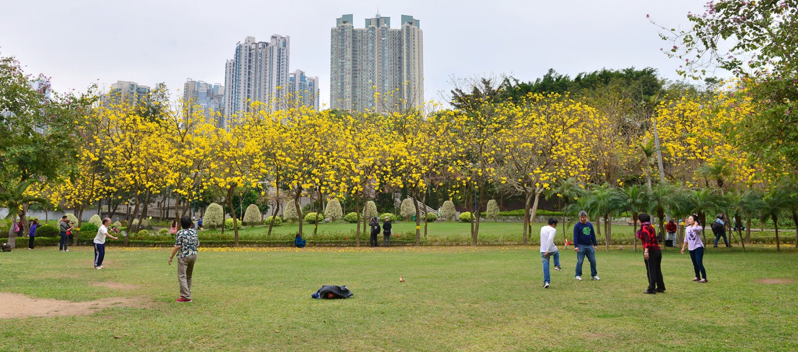 Tabebuia chrysantha in blossom at Nam Cheong Park (screenshot of Leisure and Cultural Services Department website)