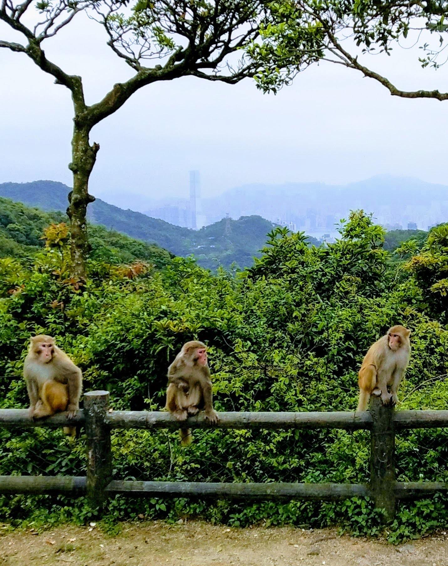 Three funny monkeys and ICC building.