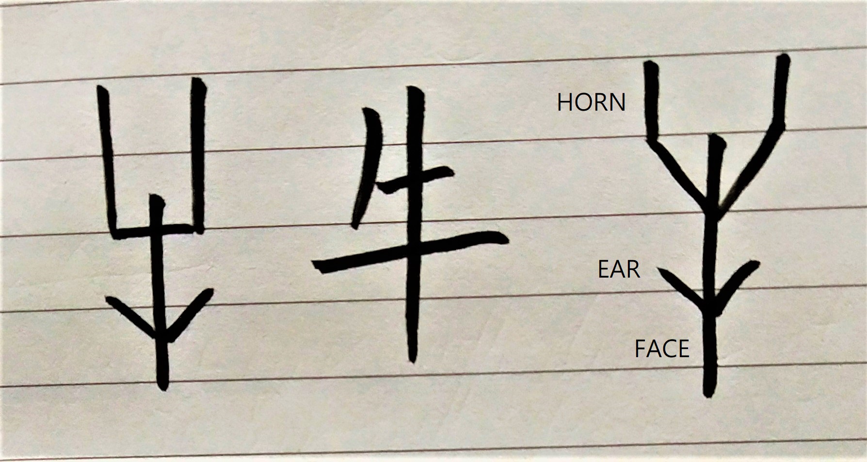 Chinese character for ox in oracle bone inscriptions. The horn, face and ears of ox are clearly shown. The modern character for ox is in the middle.