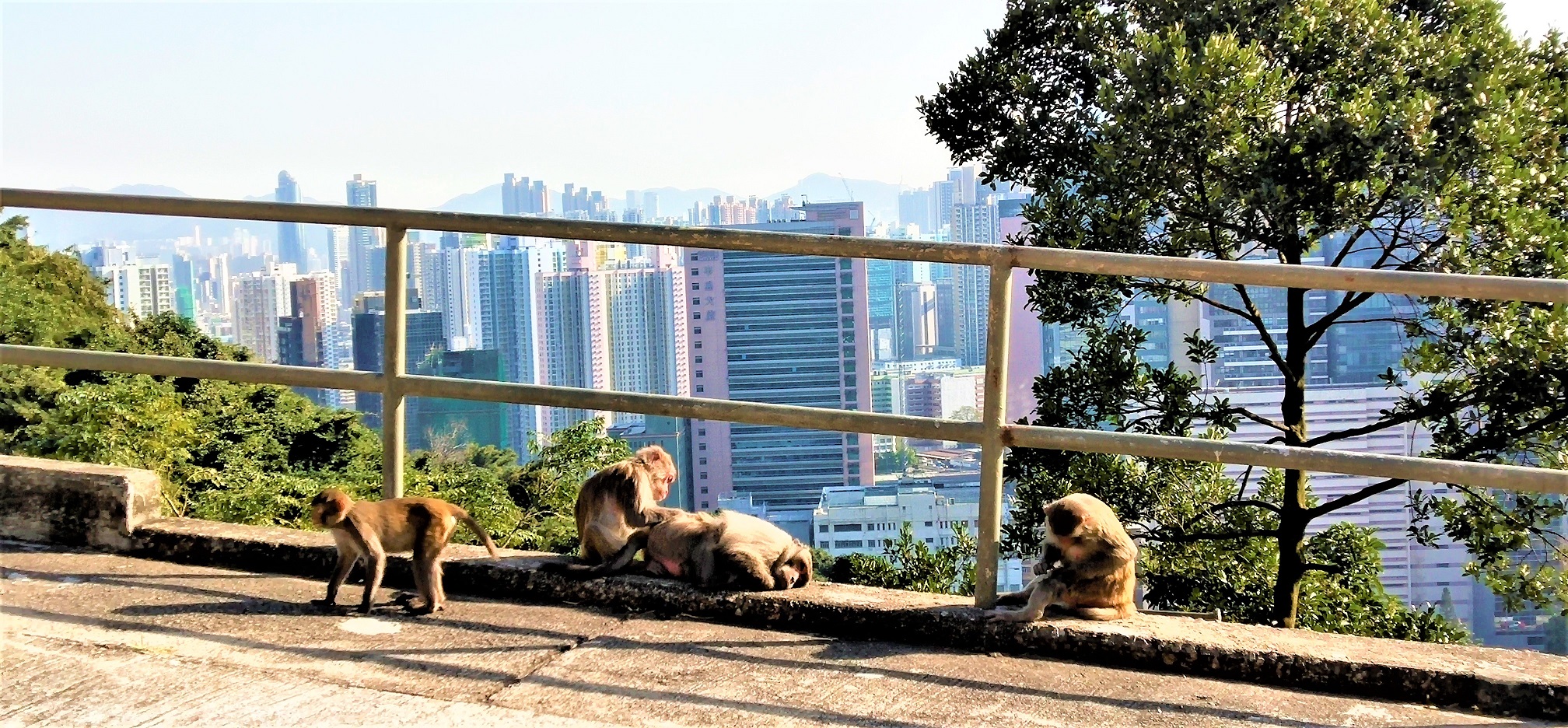 Clients can see monkeys and the good view of West Kowloon from Caldecott Road.