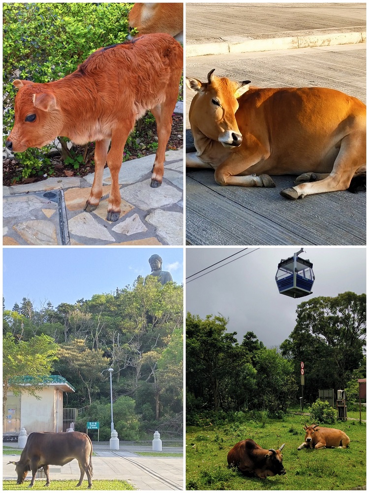 Cows at Ngong Ping