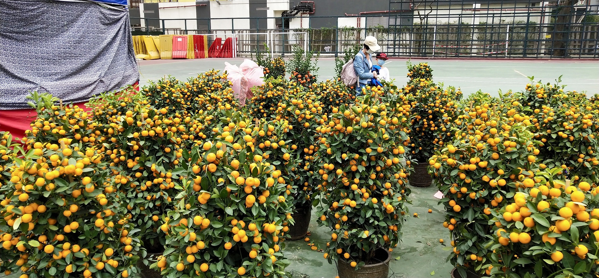 Customers are choosing Panama Oranges