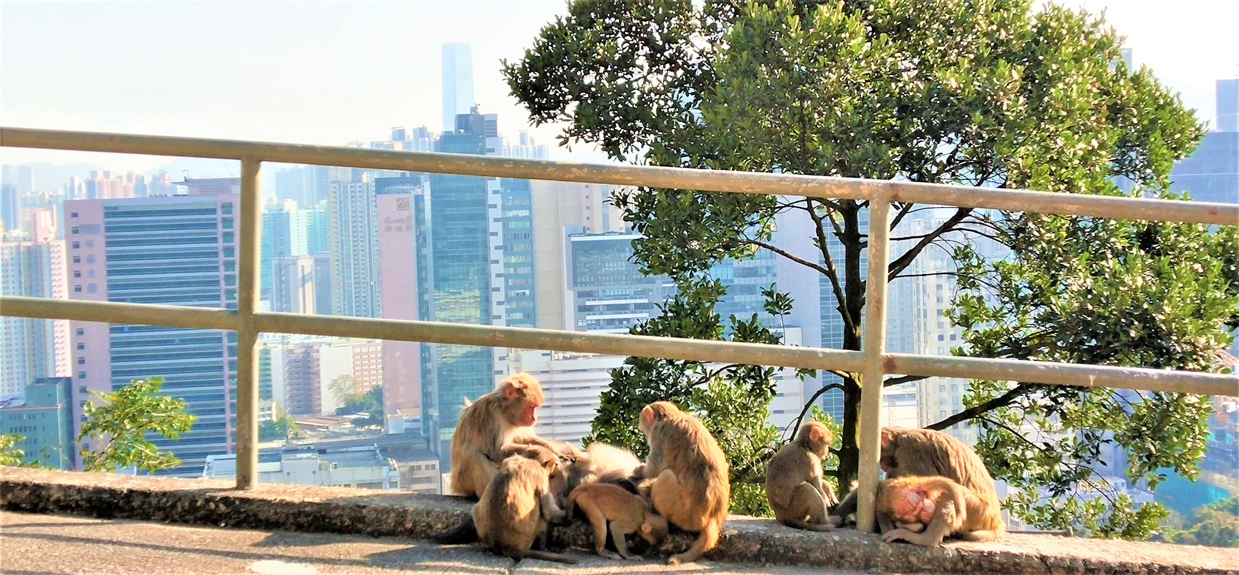 Monkeys are busy and ignore the good view!