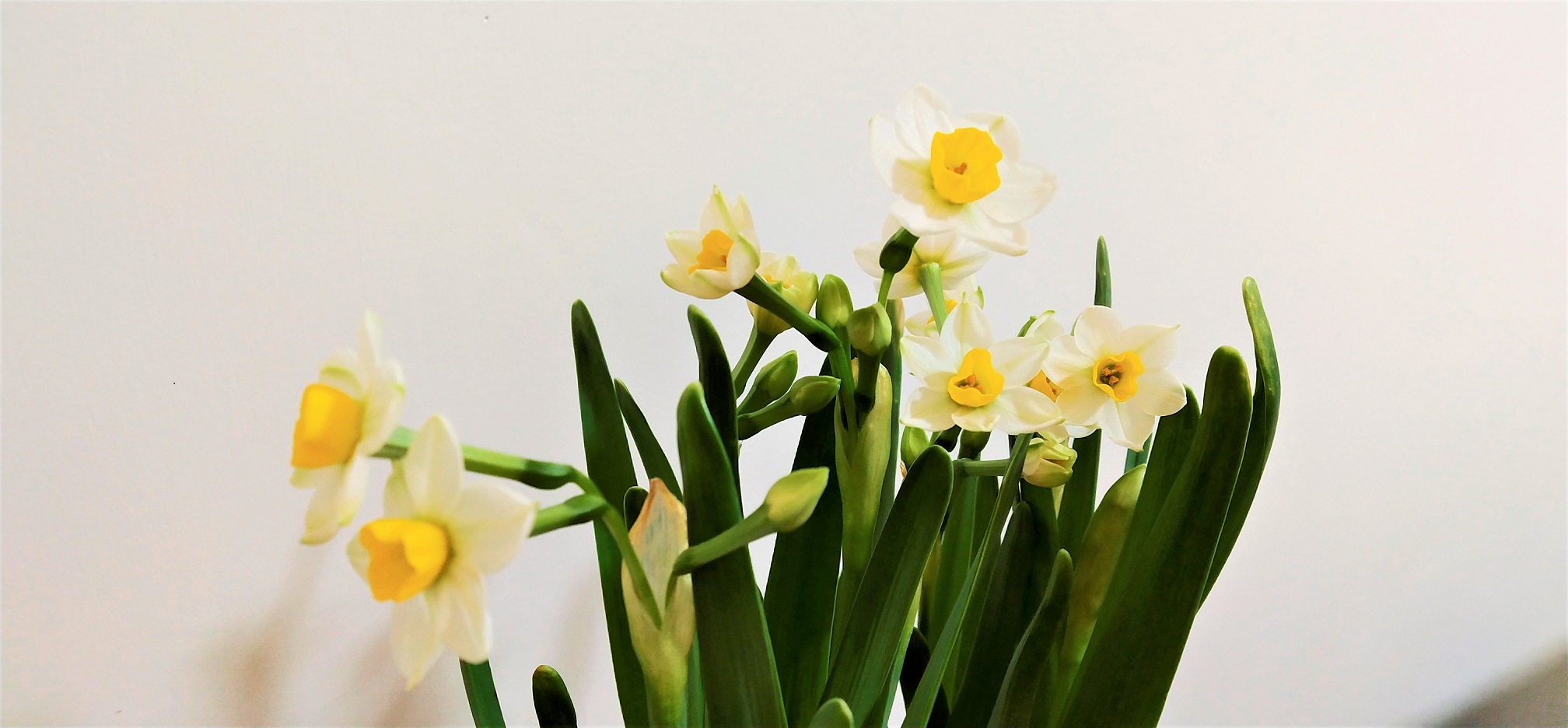 Narcissus is a popular flower for Chinese New Year.