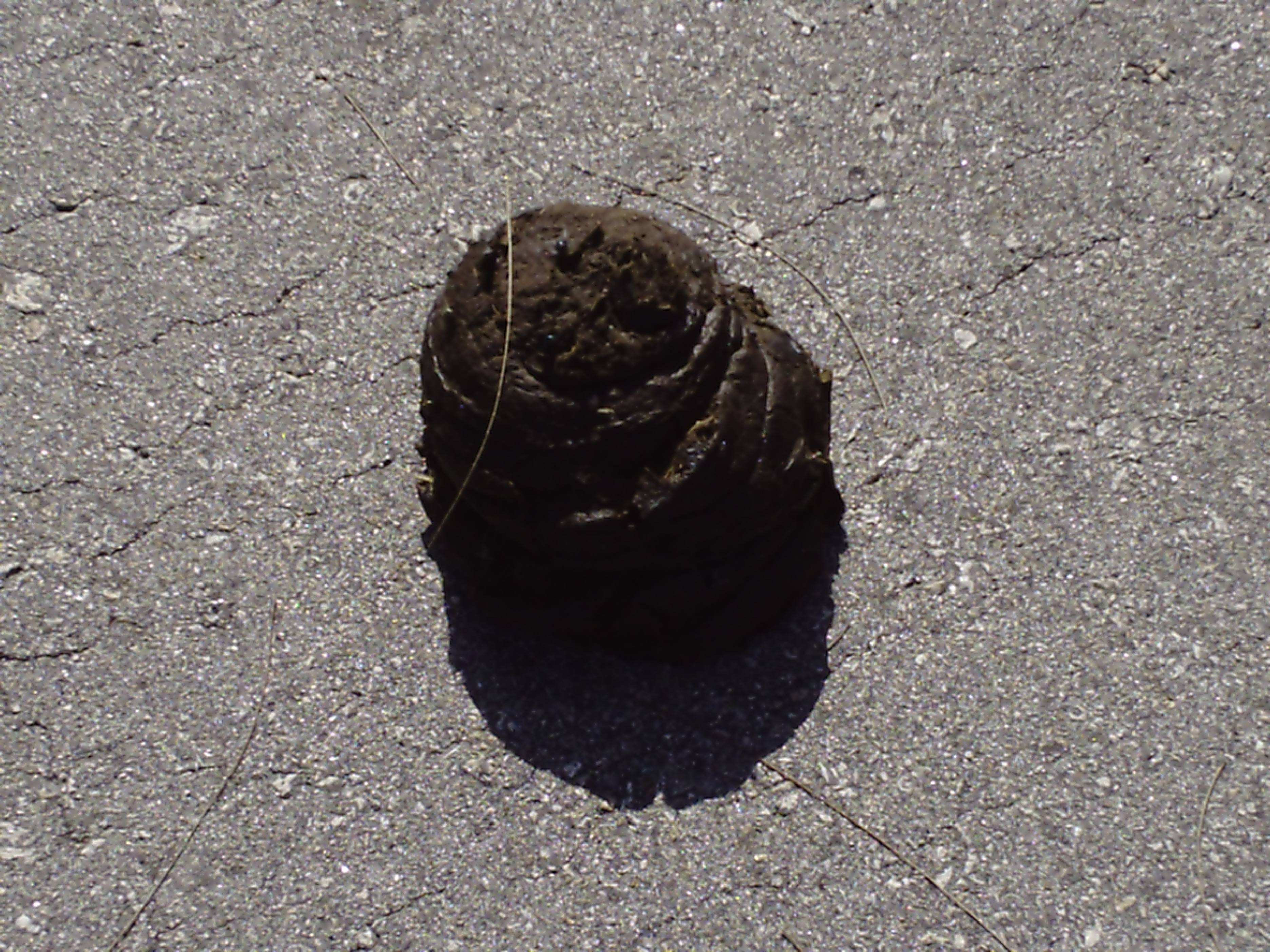 The old name of Cattle Pond Bay was Cattle Dung Bay.