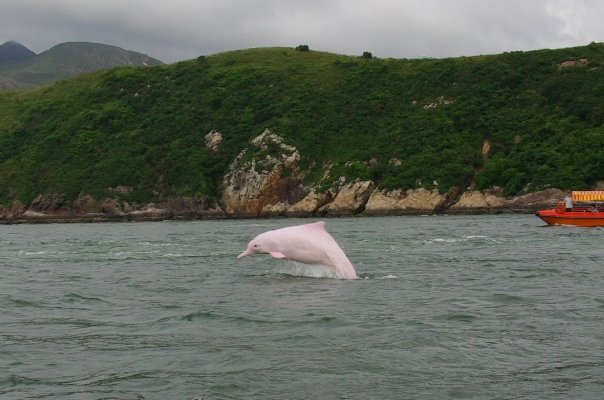 cloudy sky, green mountain, orange boat, sea, Chinese White Dolphin