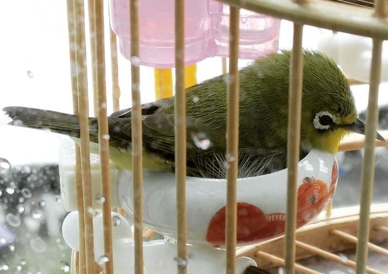 Taking a bath like Birdie Emerald in hotel is good! But you cannot always stay in the bathtub when you are in Hong Kong.