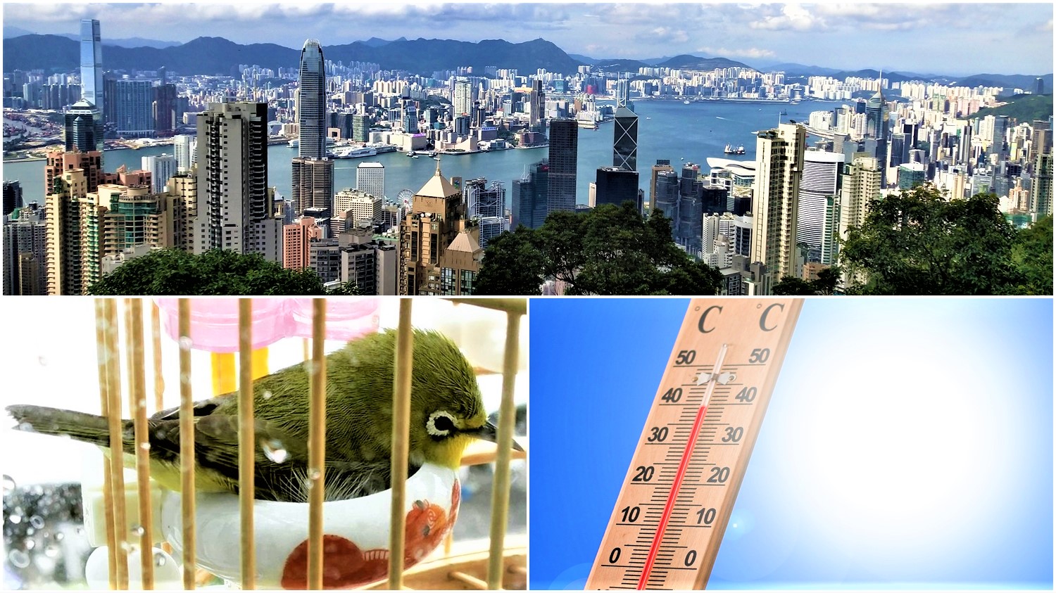 Already feel the heat in Hong Kong? You may take private car tour to go sightseeing easily!