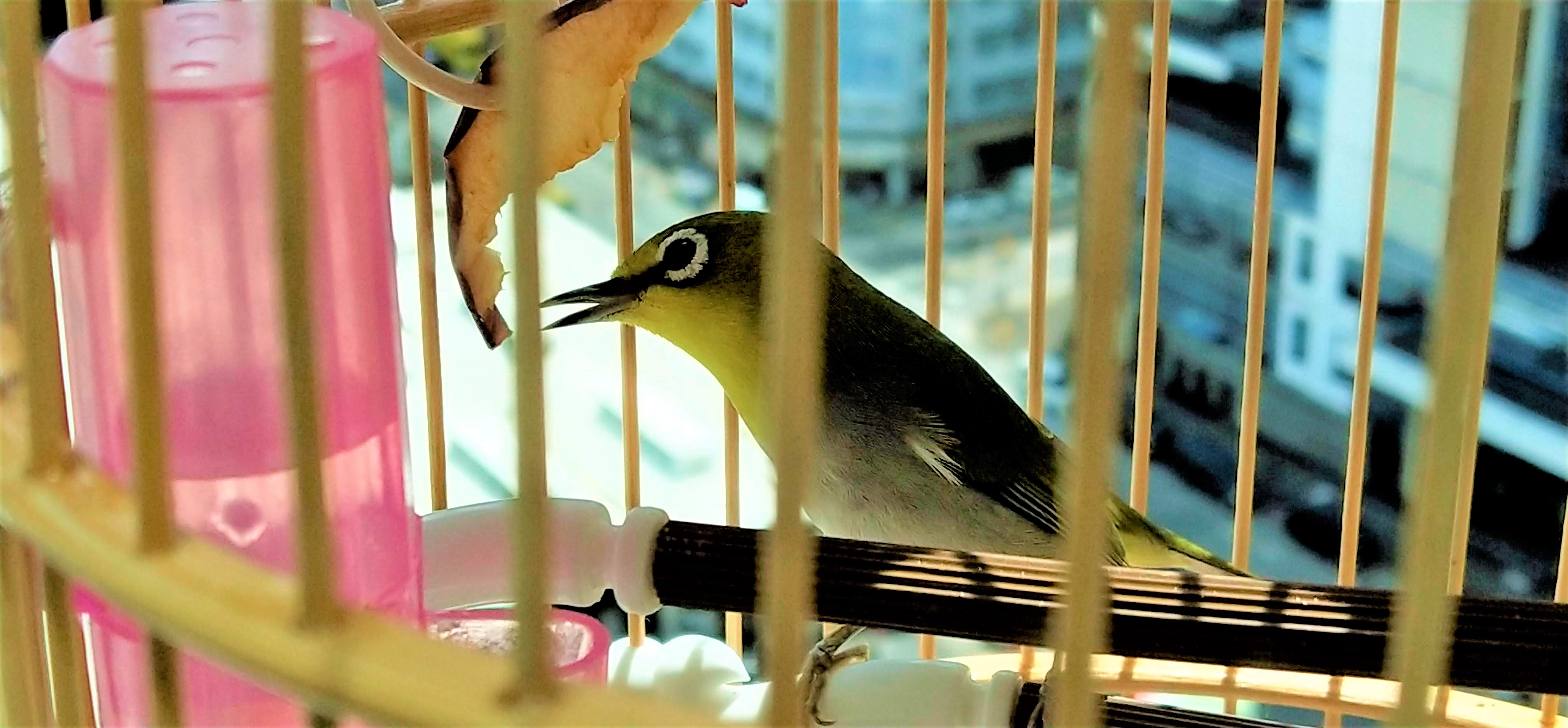 Birdie Emerald is eating apple.