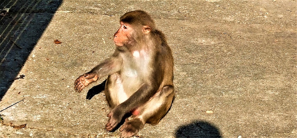 Monkey at Monkey Hill.