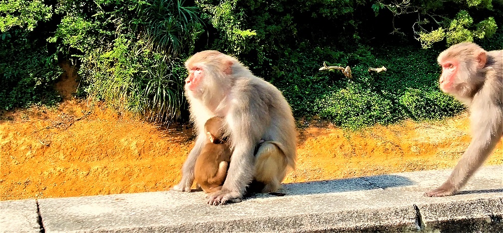 Mother monkey and baby monkey at Kam Shan Country Park.