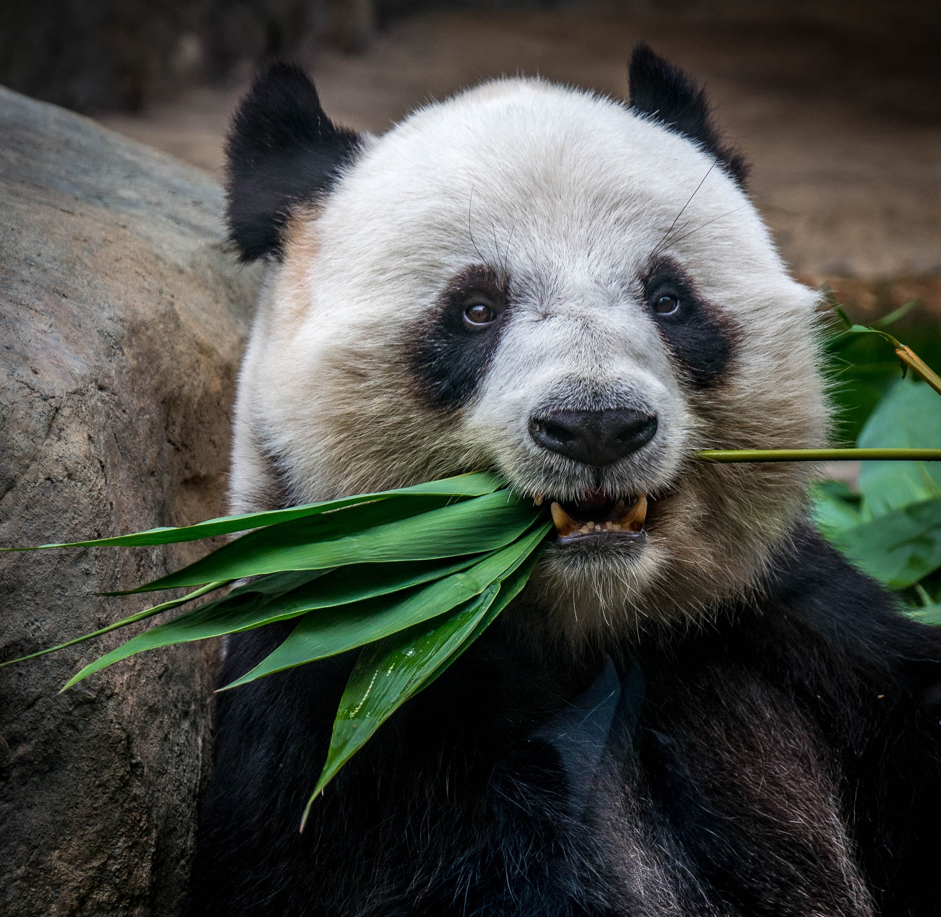 Ocean Park giant panda.