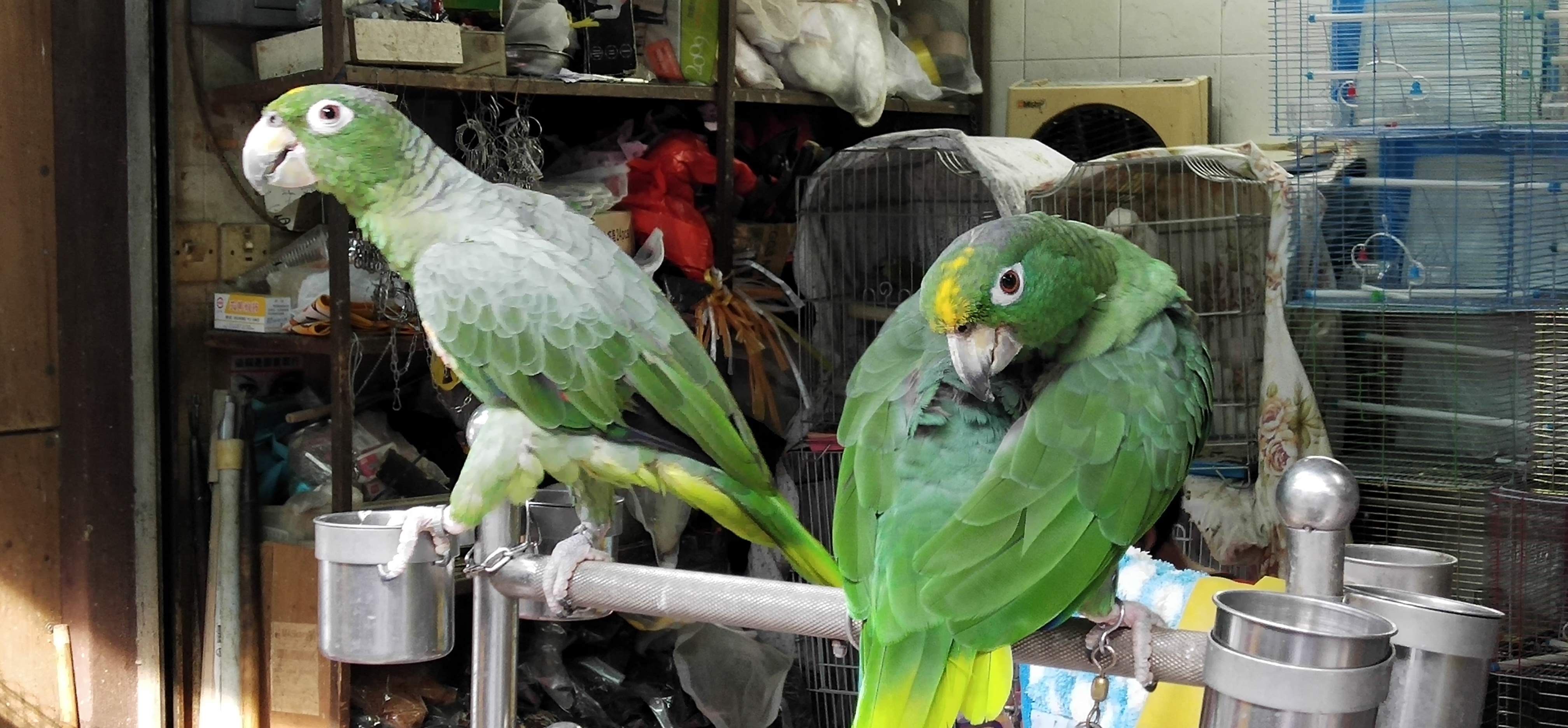 Parrots in Bird Market