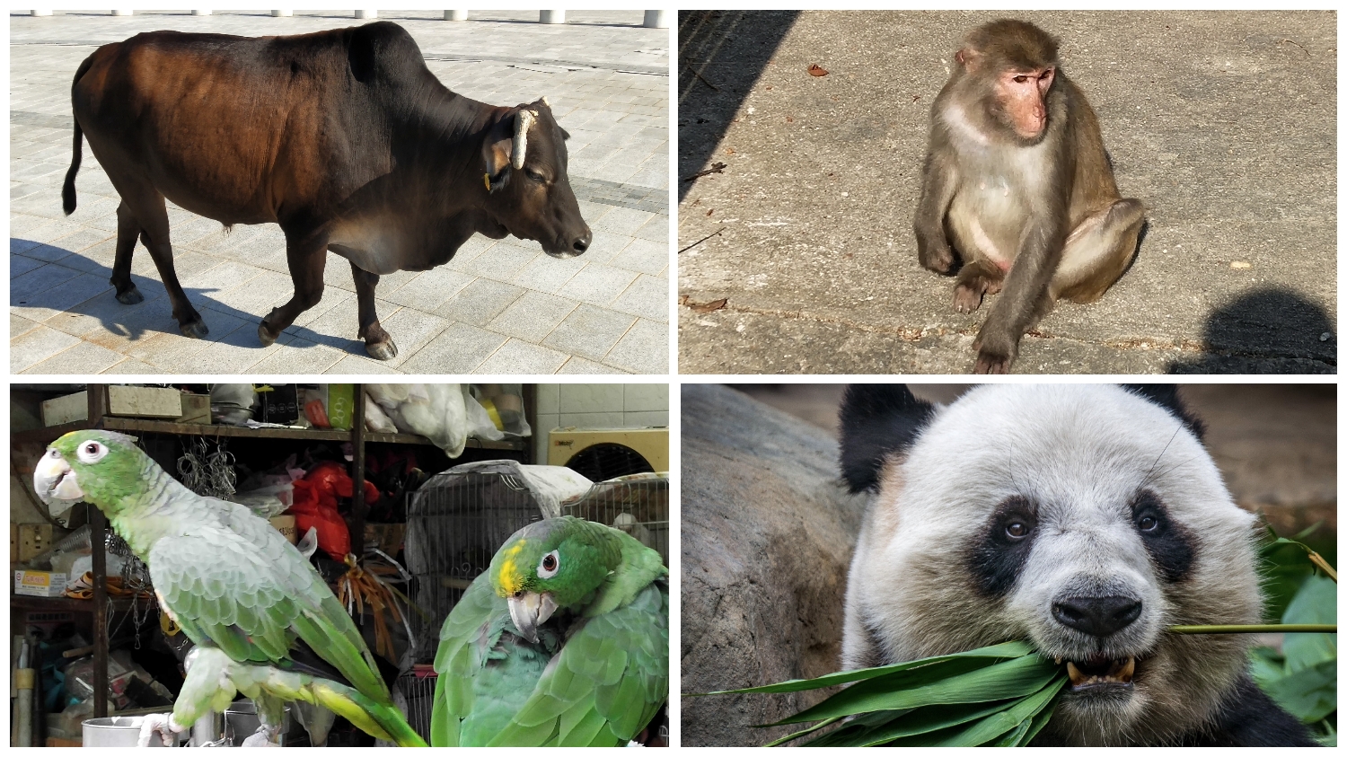 ox, monkey, parrots, panda