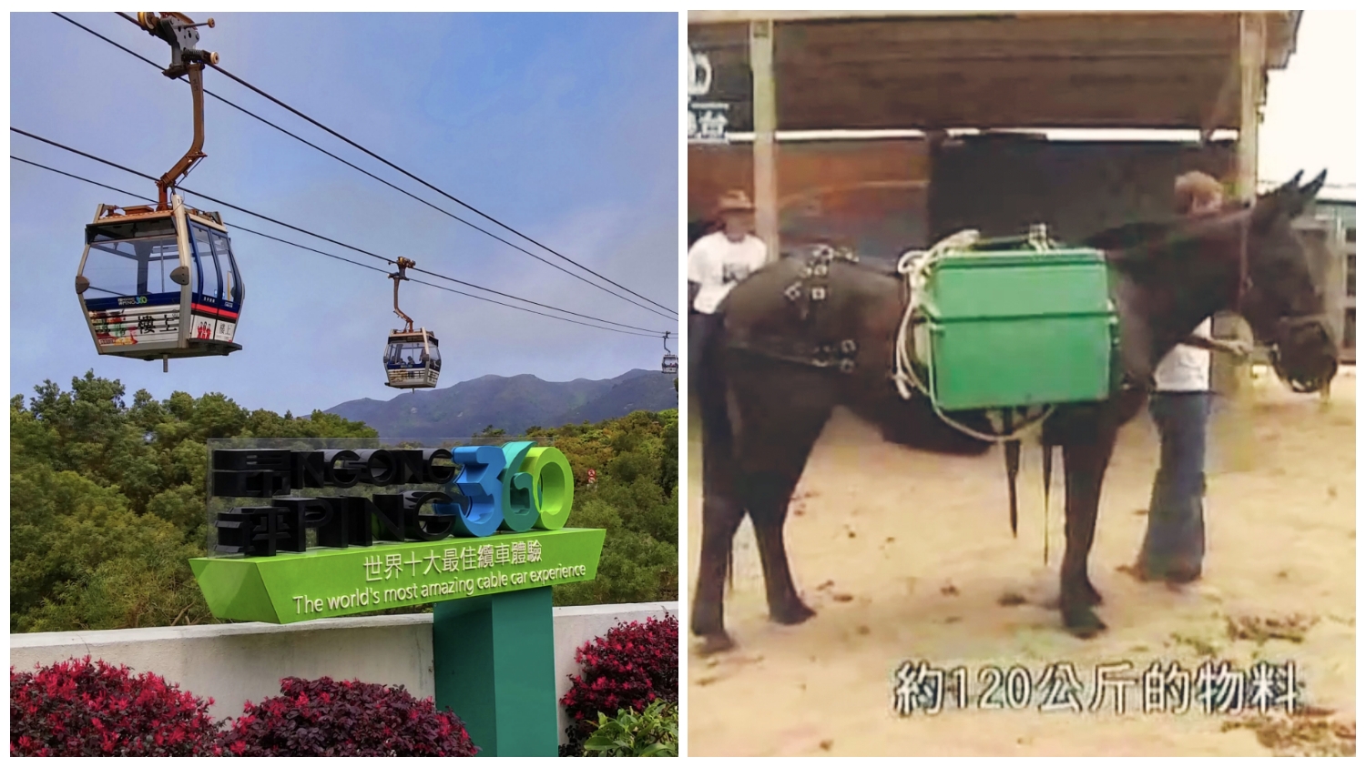 Diligent mule, which helped build Ngong Ping 360, passes away!