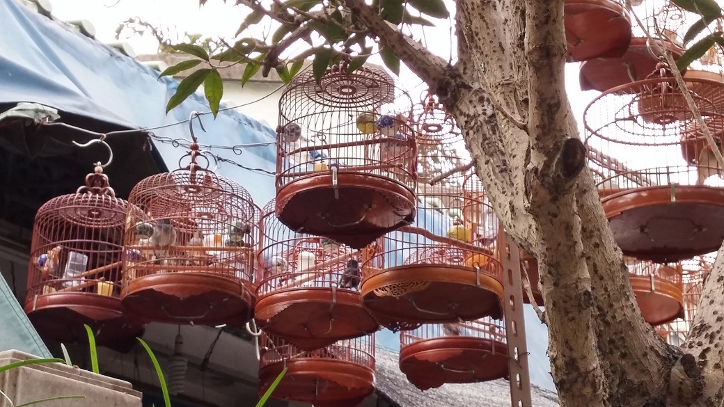 Bamboo bird cages in Bird Market