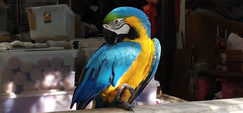 Bird market parrot
