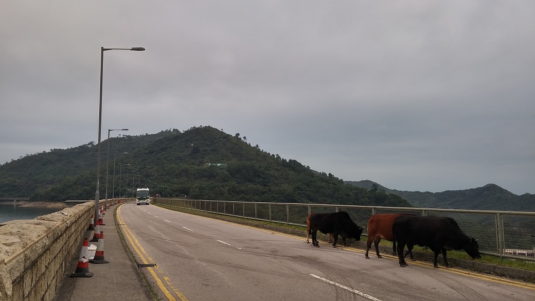 Cattle on the dam of Shek Pik Reservoir