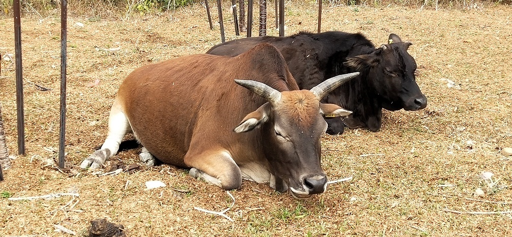 Cattle taking rest.