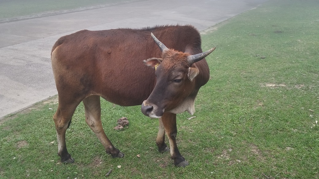 Clients can see the cattle from the Lantau taxi.