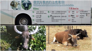 Follow the dos and don'ts when you encounter stray cattle and buffalo can keep your safety