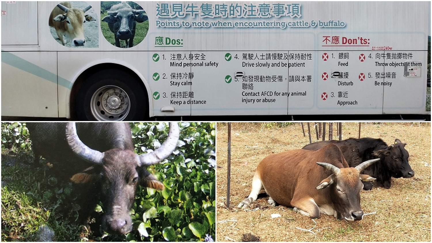 Travelers should follow the guidelines when encountering cattle and buffalo to keep safety