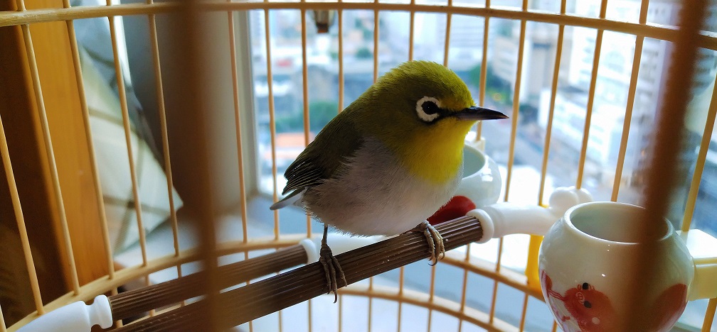 Frank the tour guide's pet, a Japanese White Eye, Birdie Emerald.