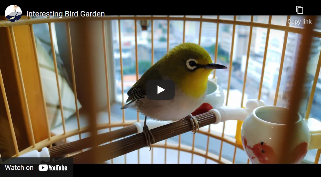 Frank’s “Interesting Bird Garden” snapshots video