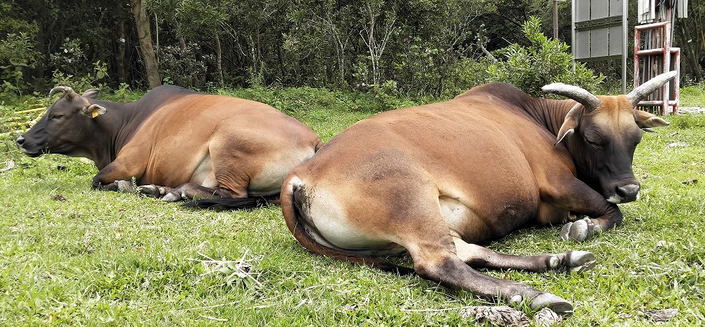 The quiet cattle.