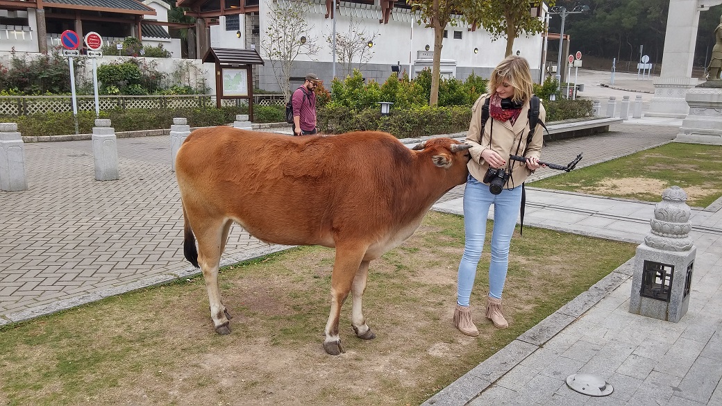 Travelers should keep a distance from the cattle and buffalo although they are lovely.