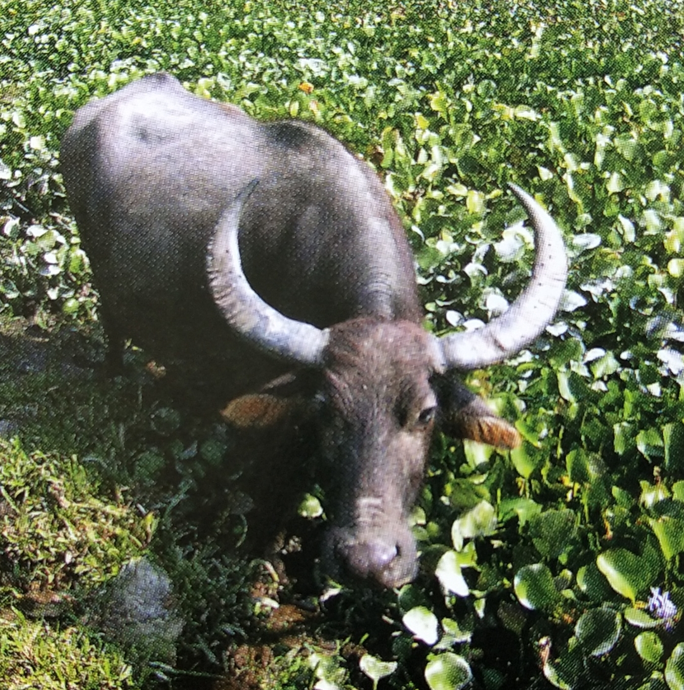 Water buffalo