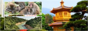 monkeys, countryside, Nan Lian Garden, Hong Kong,