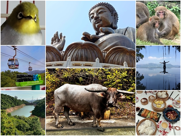 Japanese White Eyes Bird, Ngong Ping Cable Car, reservoir, Big Buddha, buffalo, monkeys, Pavilion of Harmony, dim sum lunch